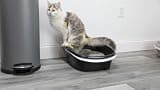 Arm & Hammer Large Lift-to-Sift Cat Litter Box with Antimicrobial Protection