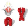 LittleMum Heavy Silicone Trapezius Trigger Point Massager for Neck Pain
