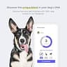 DNA My Dog Essential + Health DNA Test Kit - Breed Identification & Trait Profile