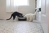 Arm & Hammer Large Lift-to-Sift Cat Litter Box with Antimicrobial Protection