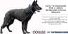 Herm Sprenger Chrome-Plated Steel Prong Dog Training Collar, 16-Inch Length