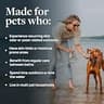 Veterinary Formula Clinical Care Antiseptic Medicated Spray for Cats & Dogs, 8 oz