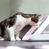 Sure Petcare SureFeed Microchip Pet Feeder Connect with Built-In Scale