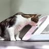 Sure Petcare SureFeed Microchip Pet Feeder Connect with Built-In Scale