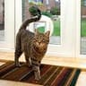 SureFlap Microchip Cat Flap with 32-Pet Memory and One-Button Programming