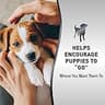 Nature's Miracle Advanced Platinum Concentrated Puppy Potty Training Spray, 8 oz